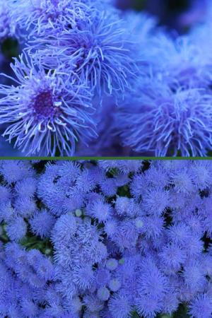 Агератум мексиканский Голубое море