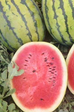 Арбуз Бедуин F1