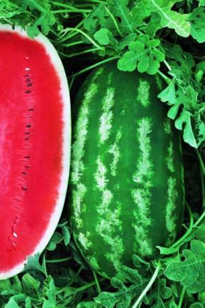 Арбуз Бочка меда