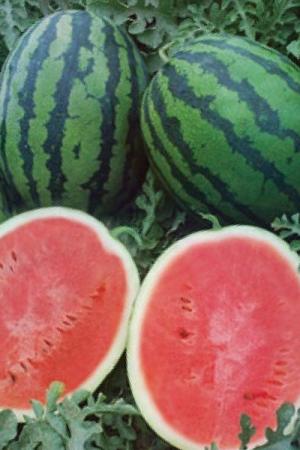 Арбуз Мирсини F1