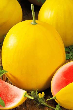 Арбуз Подарок солнца