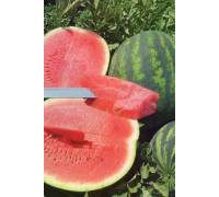 Арбуз Романза F1