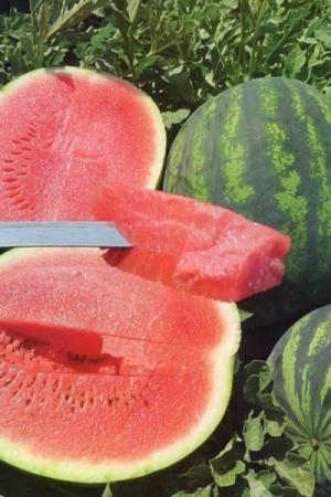 Арбуз Романза F1