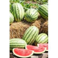 Арбуз Скоростная Торпеда F1