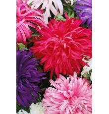 Астра Страусовое перо