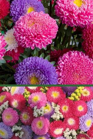 Астра Помпонная