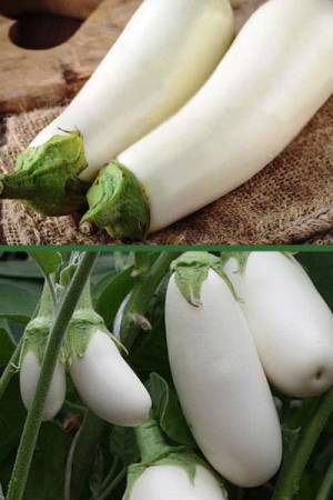 Баклажан Вкус грибов