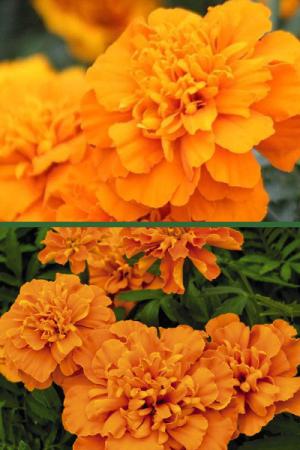 Бархатцы отклоненные Бой оранжевый