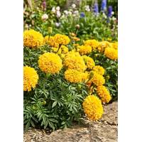 Бархатцы Оранжевая Дюна прямостоячие