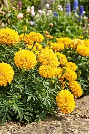 Бархатцы Оранжевая Дюна прямостоячие