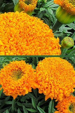 Бархатцы прямостоячие Оранжевый купидон