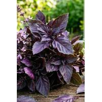 Базилик Опал фиолетовый