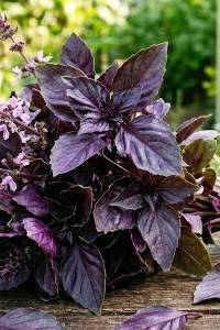 Базилик Опал фиолетовый