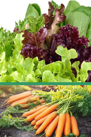 Салат Бэби Здорово живем, смесь - 0.3 гр | Морковь Нантская 4 - 1 гр