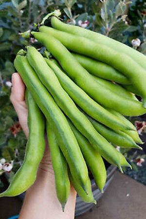 Бобы Симона