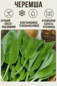 Черемша