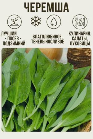 Черемша