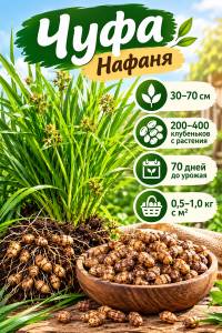 Чуфа Нафаня