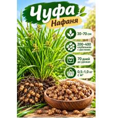 Чуфа Нафаня