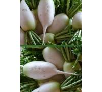 Дайкон Клык слона