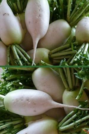 Дайкон Клык слона