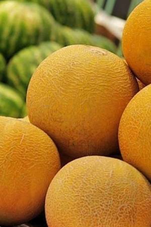 Дыня Колхозница