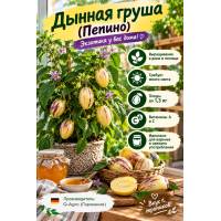 Дынная груша (Пепино)