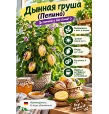 Дынная груша (Пепино)