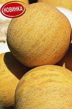 Дыня Золотой нектар