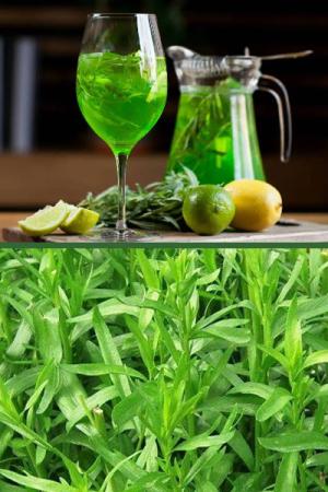 Эстрагон Гудвин - подарок