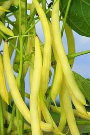 Фасоль Карсон спаржевая