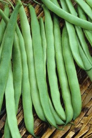 Фасоль Некарская королева спаржевая
