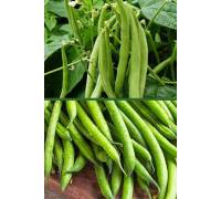 Фасоль Ольга 