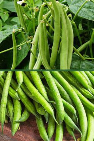 Фасоль Ольга 