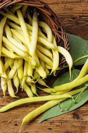 Фасоль спаржевая Кентукки