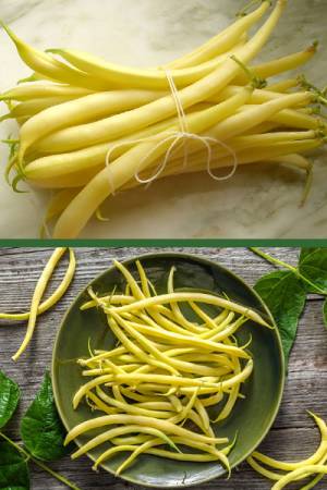 Фасоль спаржевая Паланачка Ранняя