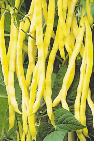 Фасоль Золотое время 