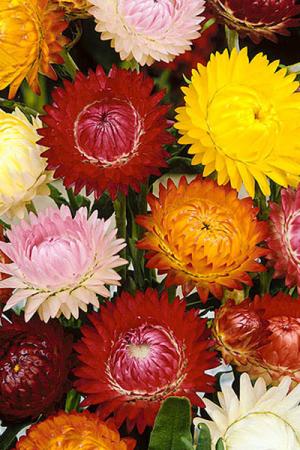 Гелихризум прицветниковый Крупноцветковый