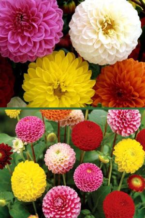 Георгина помпонная(смесь)