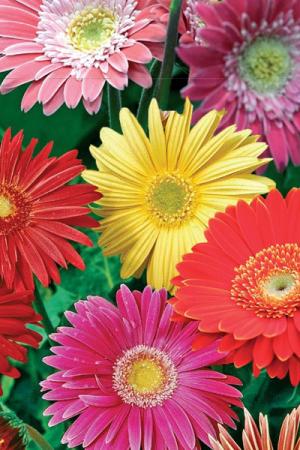 Гербера Лучики