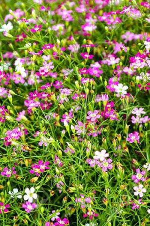 Гипсофила изящная Пестрое облако - подарок