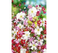 Гипсофила изящная смесь