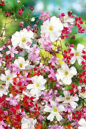 Гипсофила изящная смесь