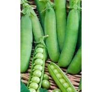 Горох Вальверде овощной