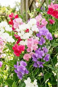 Горошек широколистный Шелковый дождь