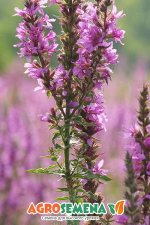 Иссоп Дачный лекарь смесь