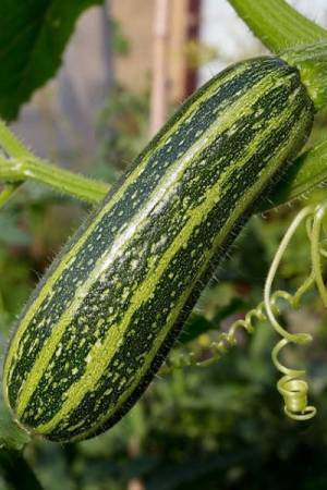 Кабачок Зебра