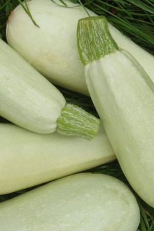 Кабачок Белоплодные