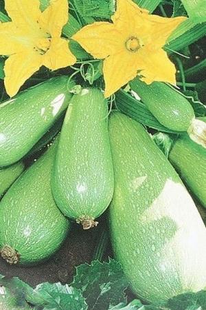 Кабачок Кустовой