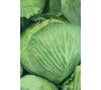 Капуста белокочанная Подарок